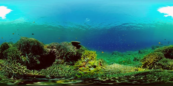 Πεζοναύτης Υποβρύχια Σκηνή Τροπικά Υποβρύχια Ψάρια Φιλιππίνες Εικονική Πραγματικότητα 360 — Φωτογραφία Αρχείου