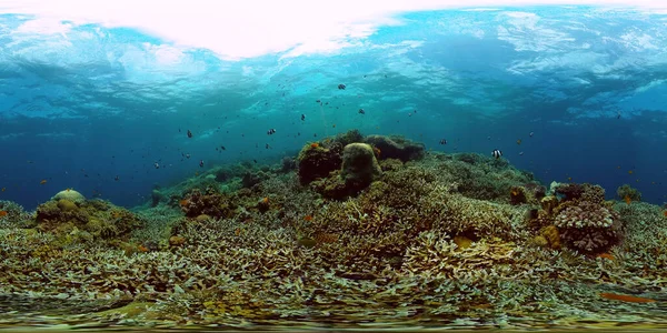 stock image Marine life sea world. Underwater fish reef marine. Tropical colourful underwater seascape. Philippines. Virtual Reality 360.