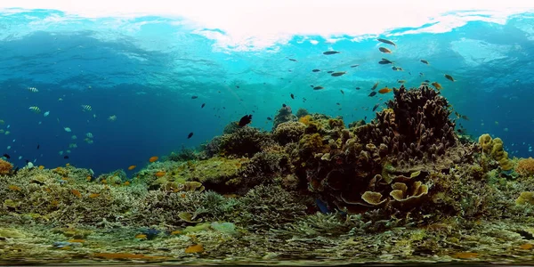 산호초와 열대어입니다 산호초와 밑으로 가라앉는다 필리핀의 세계입니다 360 파노라마 — 스톡 사진