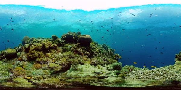 Τροπικά Ψάρια Και Κοραλλιογενείς Ύφαλοι Υποβρύχια Κόσμο Κοράλλια Και Τροπικά — Φωτογραφία Αρχείου