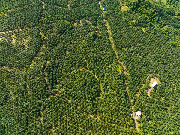 Widok Powietrza Plantacje Palm Olejowych Malezji Osiedla Olejowe Borneo — Zdjęcie stockowe