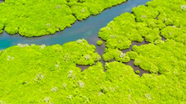 Panoramik mangrov ormanının havadan görünüşü. Mangrove manzarası. Bohol, Filipinler.