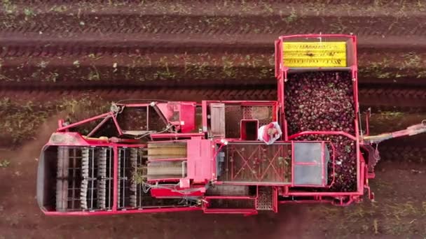 Luftaufnahme Eines Rübenroders Auf Landwirtschaftlichen Flächen Bei Der Zuckerrübenernte — Stockvideo