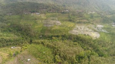 pirinç tarlaları, tarlaları ekili tarlalar, dağlık alanda ağaçlar. Endonezya kırsalında pirinç tarlalı tarım arazisi