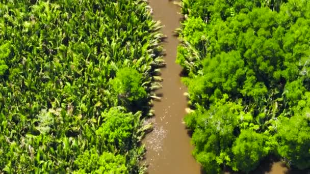 Αεροφωτογραφία Υγροτόπων Ζούγκλα Και Μαγγρόβια Δάση Δάσος Μενούμποκ Βόρνεο Σάμπα — Αρχείο Βίντεο