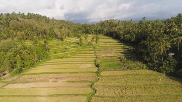 Terres Agricoles Rizières Asie Vue Aérienne Terres Agricoles Avec Terrasse — Video