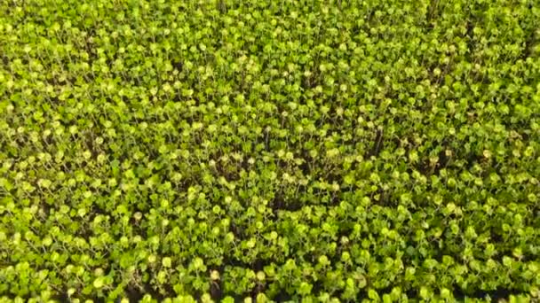 Sonnenblumenfeld Einem Sonnigen Sommertag Aerial Draufsicht Landwirtschaft Feld Mit Blühenden — Stockvideo