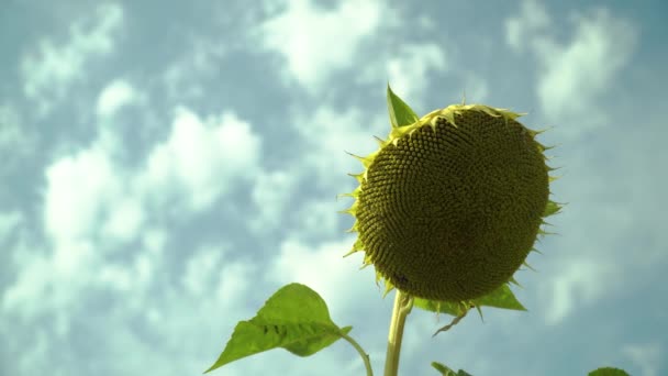 Kvetoucí Slunečnice Modrá Obloha Letní Den Letní Krajina Slunečnicemi Pole — Stock video