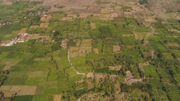 Dağlara Karşı Ekili Yeşil Mısır Tütün Tarlası Olan Tarım Arazileri — Stok video