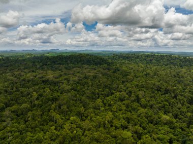 Borneo 'nun ormanları ve tropikal ormanları. Malezya.