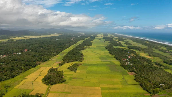 Aerial Drone Agricultural Lands Rice Fields Rural Areas Philippines — Stock Photo, Image