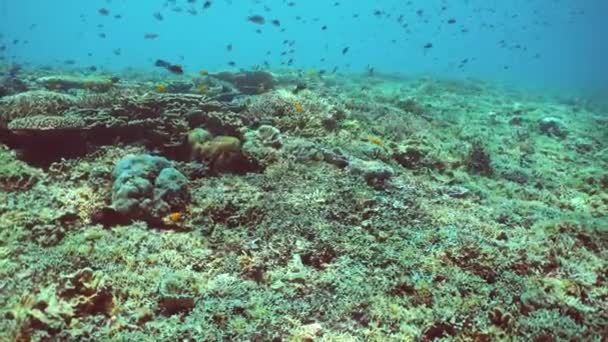 水肺潜水 海底五彩斑斓的热带珊瑚礁海景 Sipadan 马来西亚 — 图库视频影像