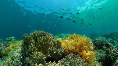 Tropik renkli sualtı deniz manzarası. Renkli balıkların ve mercan resiflerinin olduğu sualtı dünyası. Filipinler.