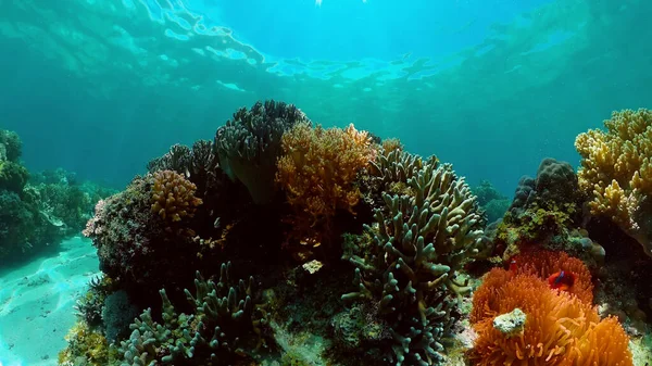 stock image Tropical coral reef seascape with fishes, hard and soft corals. Underwater video. Philippines.