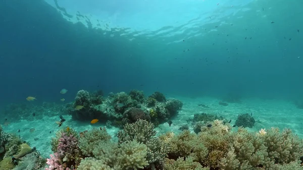 Colorido Arrecife Coral Tropical Corales Duros Blandos Paisaje Submarino Concepto — Foto de Stock