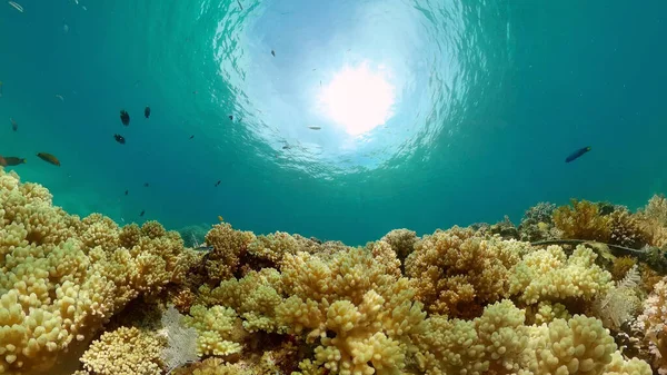 Underwater Fish Reef Marine Tropical Colourful Underwater Seascape Philippines — Stock Photo, Image
