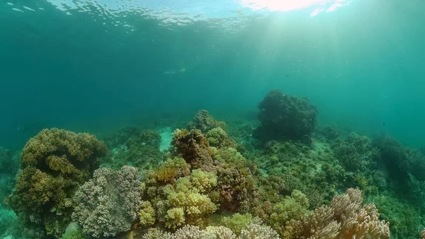 Su altı balık resifi denizcisi. Mercan resifli tropik renkli deniz manzarası. Panglao, Bohol, Filipinler.