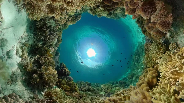 Τροπικός Κοραλλιογενής Ύφαλος Σκληρά Και Μαλακά Κοράλλια Υποθαλάσσιο Βίντεο Φιλιππίνες — Φωτογραφία Αρχείου