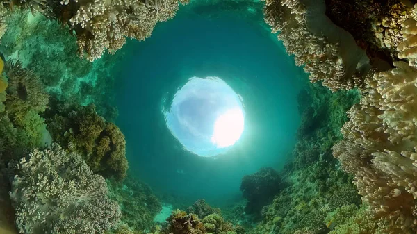 Υποβρύχια Κόσμο Κοραλλιογενή Ύφαλο Και Τροπικά Ψάρια Ταξιδιωτική Έννοια Διακοπών — Φωτογραφία Αρχείου