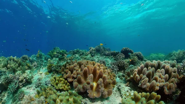 Mundo Submarino Con Arrecifes Coral Peces Tropicales Concepto Vacaciones Viaje — Foto de Stock