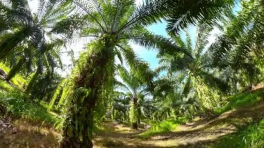 Borneo, Malezya 'daki petrol palmiye tarlaları. Petrol palmiyesi.