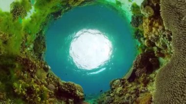 Tropik mercan resifleri ve su altında balıklar. Sert ve yumuşak mercanlar. Su altı videosu. Panglao, Bohol, Filipinler.