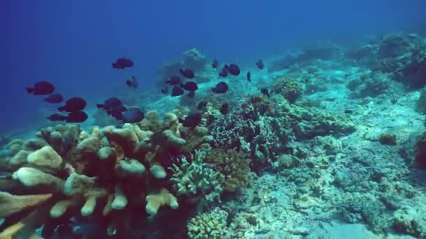 Onderwater Zeevissen Tropische Vissen Koraalriffen Onder Water Sipadan Maleisië — Stockvideo