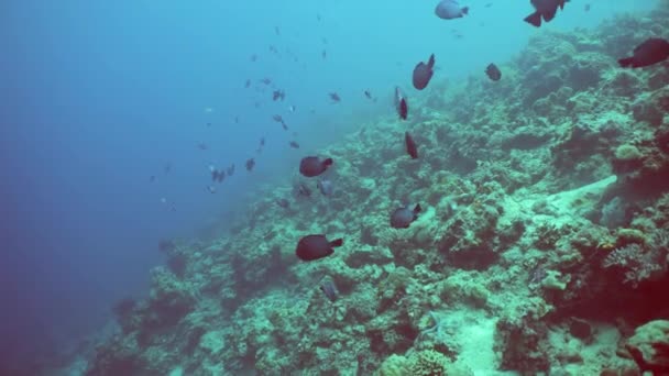 속에서 산호초를 수있다 바다에 물고기 산호초 말레이시아의 — 비디오