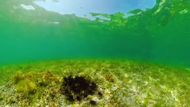 Колония Черных Морских Ежей Песчаном Дне Морской Ежовик Echinothrix Diadema — стоковое видео