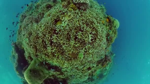 热带海洋和珊瑚礁 海底鱼类和珊瑚花园 海底鱼 热带珊瑚礁海洋 五彩斑斓的水下海景 Panglao Bohol 菲律宾 — 图库视频影像