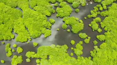 Siargao Adası, Filipinler 'deki havadan panoramik mangrov ormanı manzarası. Mangrov manzarası