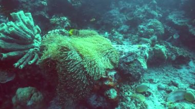 Su altı balık resifi denizcisi. Mercan resifli tropik renkli deniz manzarası. Sipadan, Malezya.