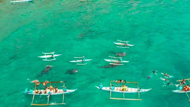 Туристы Наблюдают Китовыми Акулами Городе Осло Филиппины Вид Воздуха Летние — стоковое видео