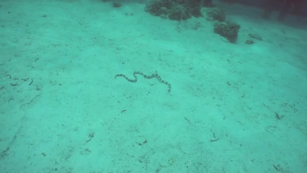 Krait Mar Banhado Fundo Arenoso Subaquático Serpente Marinha Habitat Natural — Vídeo de Stock
