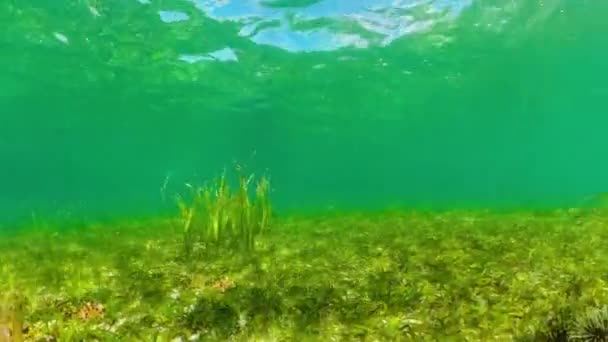 Erizos Mar Negros Entre Las Algas Erizo Negro Bajo Agua — Vídeos de Stock