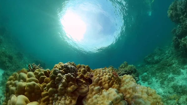 Tropical Fishes Coral Reef Scène Sous Marine Philippines — Photo