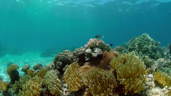 Coral Reef Fish Scene Inglés Peces Marinos Tropicales Submarinos Colorido — Foto de Stock