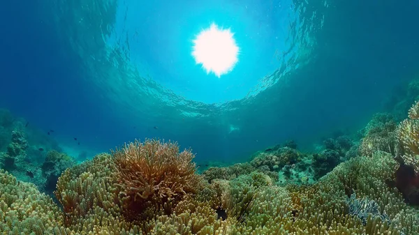 Tropisches Korallenriff Mit Fischen Hart Und Weichkorallen — Stockfoto