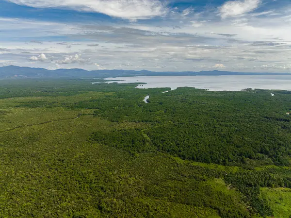 stock image Mangroves on the coast of the island of Borneo and the sea. Reserve with mangroves. Malaysia.