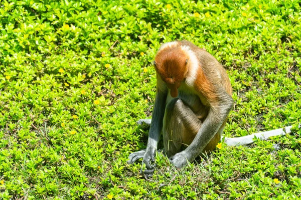 Proboscis Monkeys Bosque Rehabilitación Borneo Oriental Bahía Labuk Malasia —  Fotos de Stock