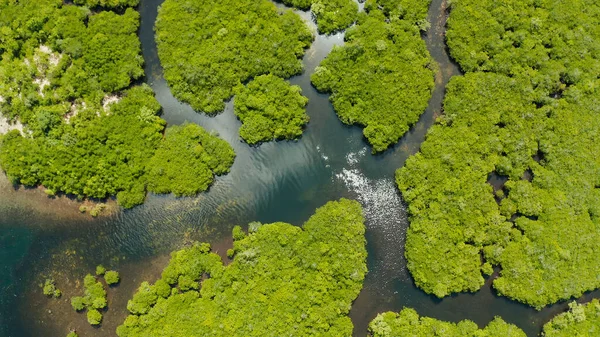 Letecký Pohled Zelená Ekologie Mangrove Příroda Tropický Deštný Prales Zálivu — Stock fotografie