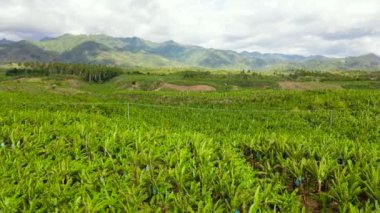 Büyük muz ağaçları fidanlığı. Muz ağaçlı tarım arazisi manzarası. Filipinler, Mindanao.