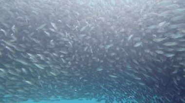 Mavi okyanustaki sardalya sürüsü. Bohol, Filipinler.