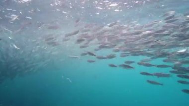 Tropikal denizde sardalya sürüleri. Su altı manzarası. Bohol, Filipinler.