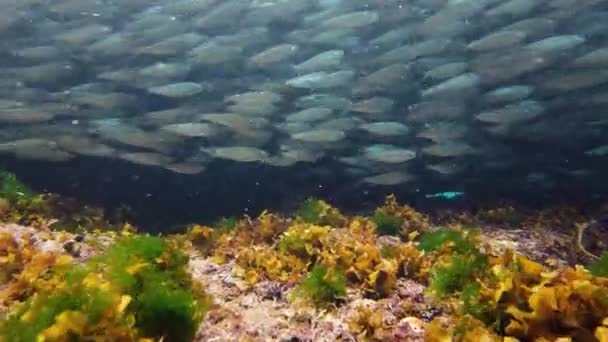 Sardinskolan Fiskar Havet Bohol Filippinerna — Stockvideo
