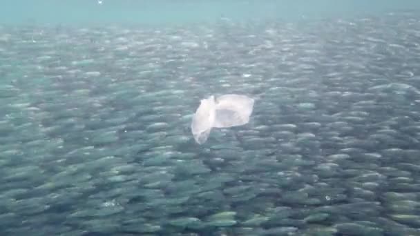 Verschmutzung Durch Hausmüll Und Plastiktüten Inmitten Von Sardinenschwärmen Tropischen Meer — Stockvideo