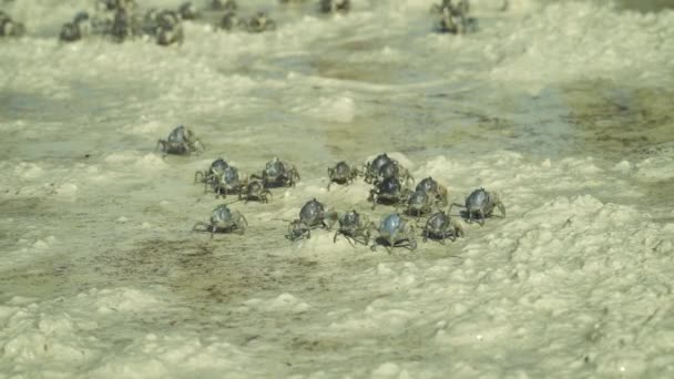 Caranguejos Movem Longo Areia Durante Maré Baixa Caranguejos Soldados Azuis — Vídeo de Stock
