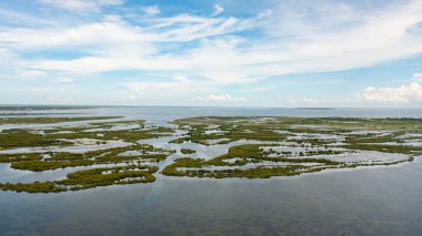 Sığ sularda mangrov ağaçları. Sri Lanka. Mangrov manzarası.