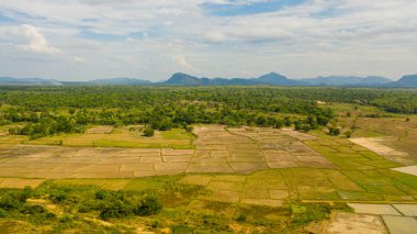 Pirinç tarlaları ve tarım arazileri olan vadi manzarası. Sri Lanka.