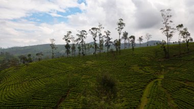 Aerial view of Green tea plantations in a mountainous province in Sri Lanka. Tea estate landscape.